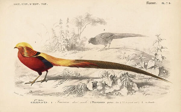 Golden pheasant, Chrysolophus pictus