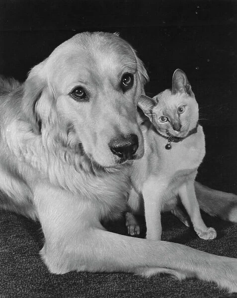 Golden Retriever and Siamese Cat