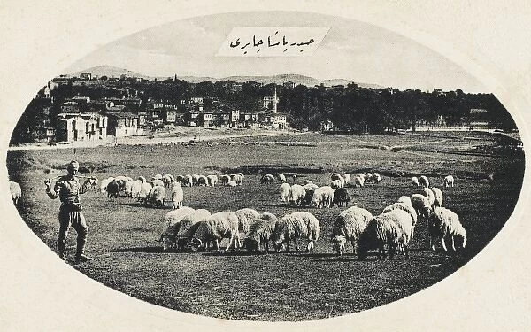 Grazing sheep at Haidar Pacha, Constantinople