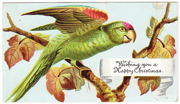 Green parrot on a Christmas card