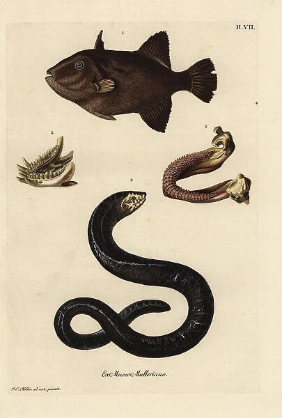 Grey triggerfish and Moray eel, lower jaws