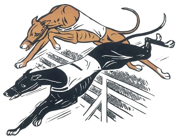 Greyhounds over hurdles