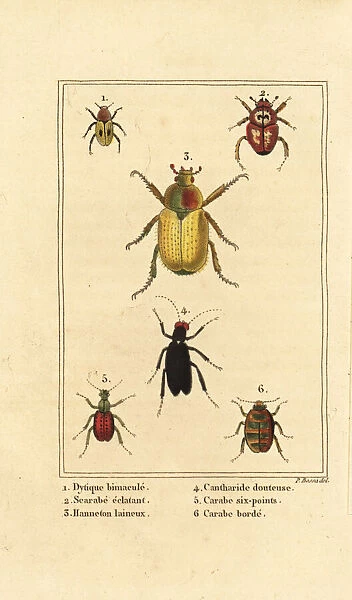 Ground beetle, scarab and cockchafer