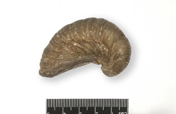 Gryphaea incurva, oyster