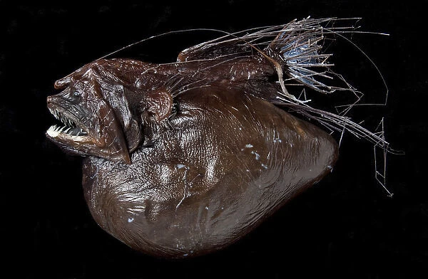 Hairy Anglerfish, Caulophryne pelagica
