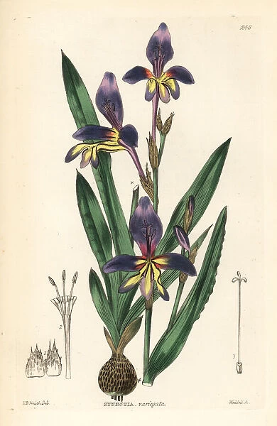 Harlequin flower, Sparaxis variegata