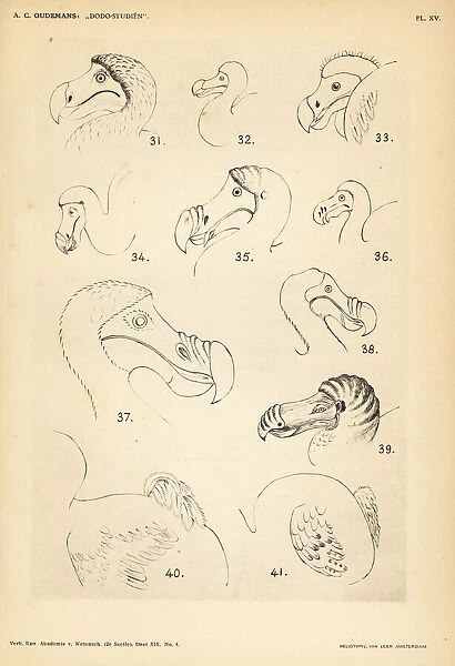 Head and tail of the dodo by various artists