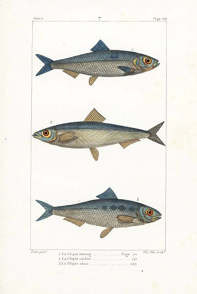 Herring Collection of Licensed Images, Artwork and Photos #6
