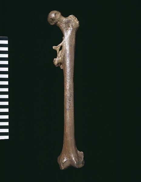 Homo erectus femur (Trinil)