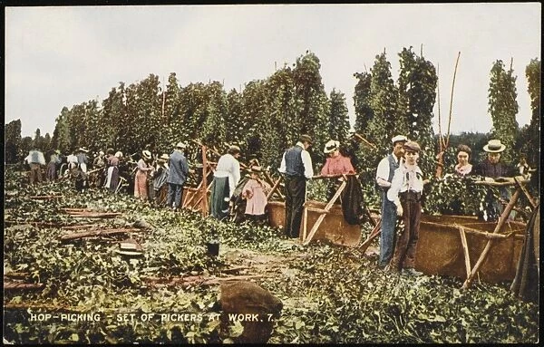 Hop Pickers at Work