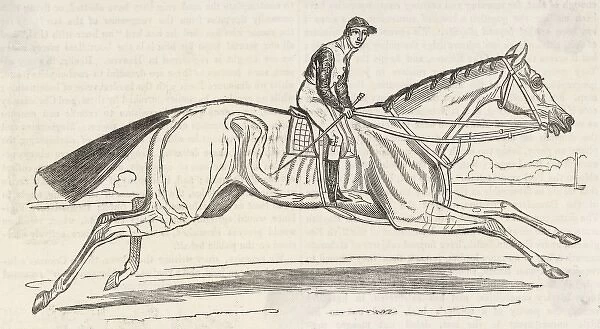 HORSE BEESWING