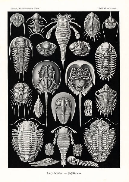 Horseshoe crabs, extinct sea scorpions and trilobites