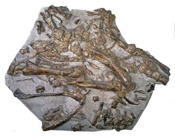 Iguanodon bones