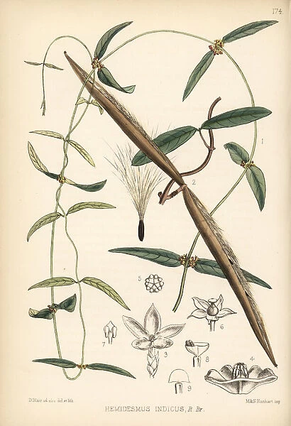 Indian sarsaparilla, nunnari or nannari, Hemidesmus indicus