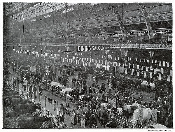 Interior of the Smithfield Club's Annual Show at the Agricultural Hall Islington, London. Photograph showing after the judging was completed and awards won. Date: late 1890s
