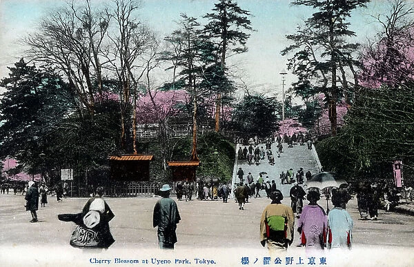 Japan - Cherry Blossom at Ueno Park, Taito, Tokyo