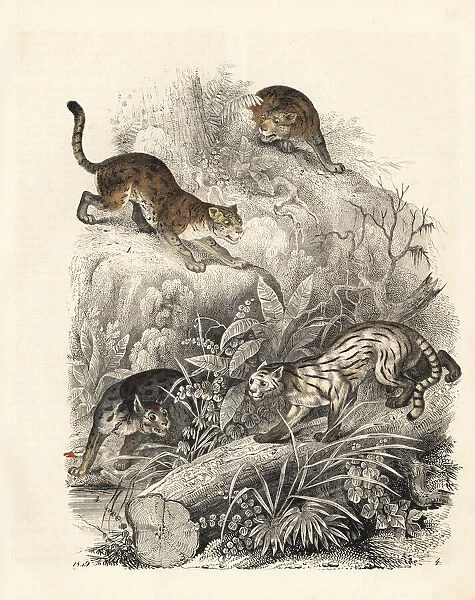 Javan leopard-cat, colocolo and Nepalese cat