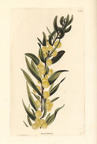 Kangaroo thorn or prickly wattle, Acacia paradoxa