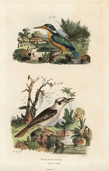 Kingfisher, Alcedo atthis, and laughing kookaburra