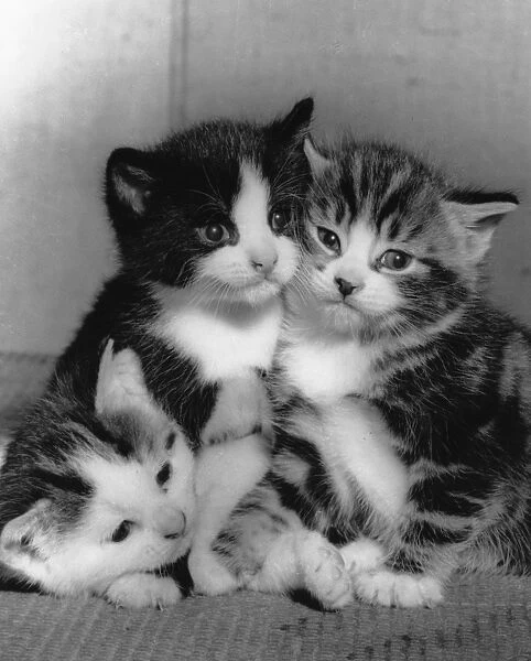 Three kittens huddled together