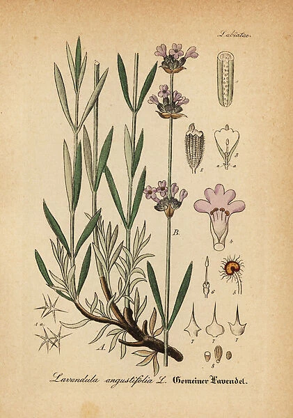 Lavender, Lavandula angustifolia