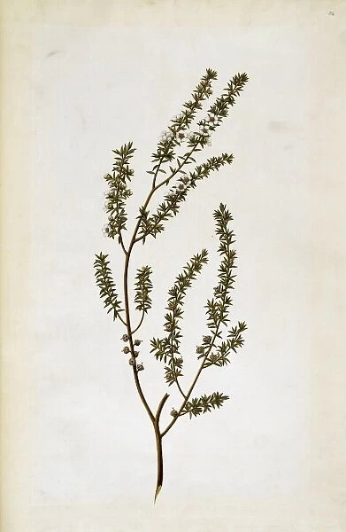 Leptospermum scoparium, tea tree