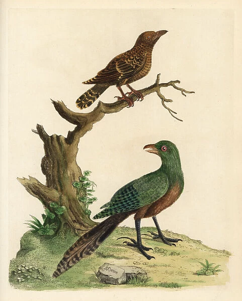 Lesser coucal and Asian emerald cuckoo