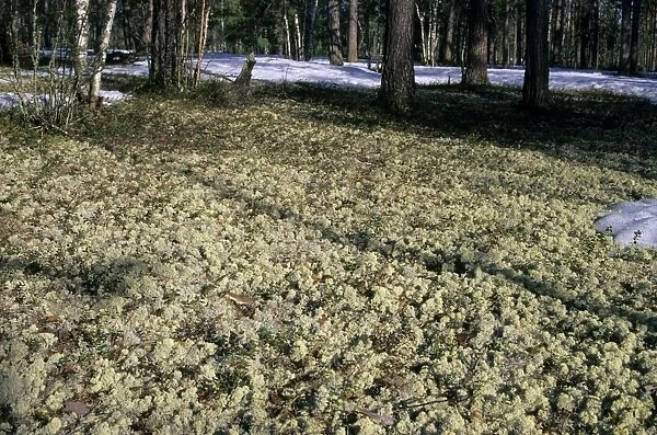 Lichen - carpeted forest-floor near river Taz