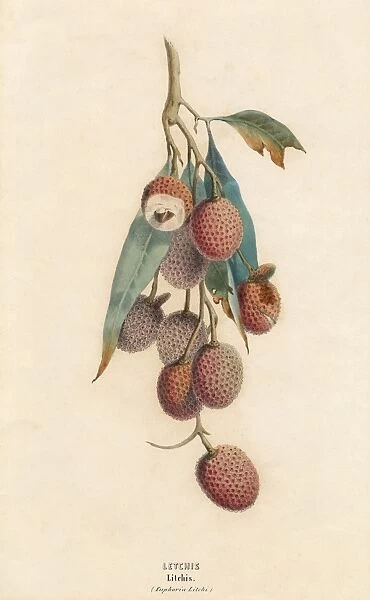 Litchis (Lychees)