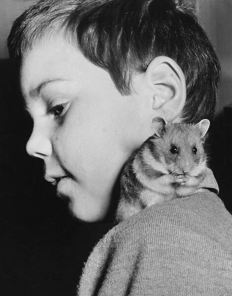 Little boy with pet hamster on his shoulder