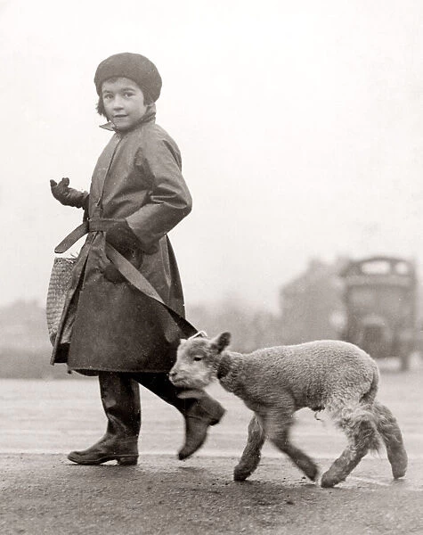 Little girl off to the shops with her pet lamb, Epping