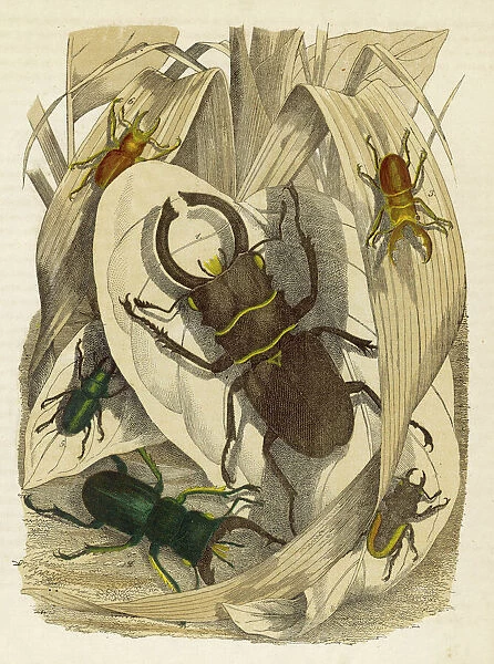 Lucanus Dux beetle
