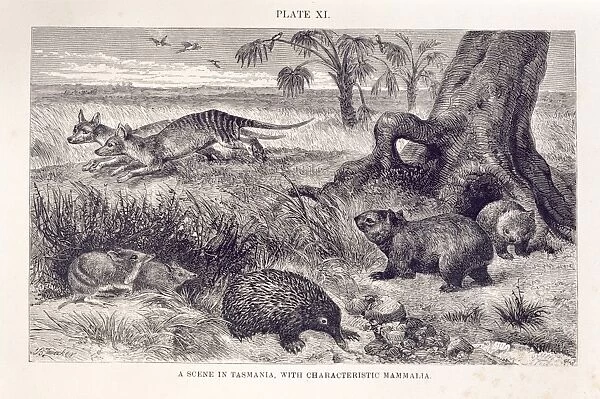 Mammalia (class), mammals
