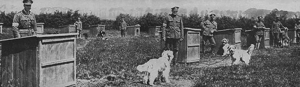 Messenger dogs billeted behind the front line trenches