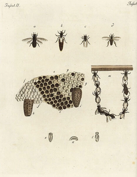Metamorphosis of honey bees, honeycomb, queens, drones