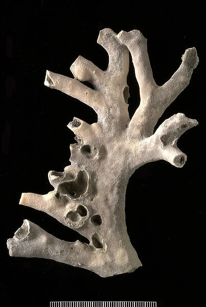 Millepora. Branching colony, 11 cm in height, of the hydrozoan Millepora