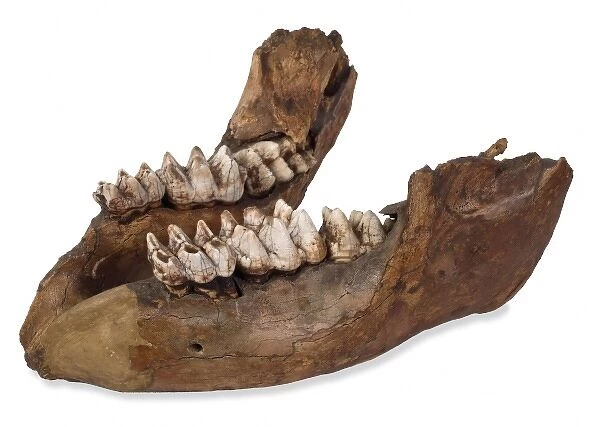 Missourium theristrocaulodon, jaw bone
