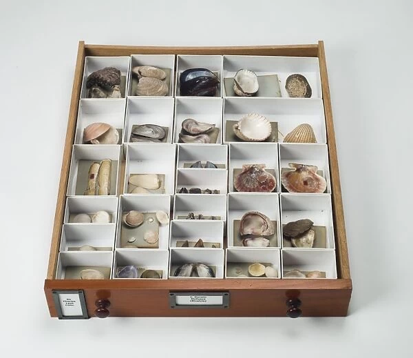 Mollusc specimen drawer