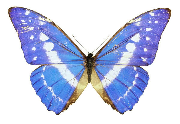 Morpho cypris, blue morpho butterfly