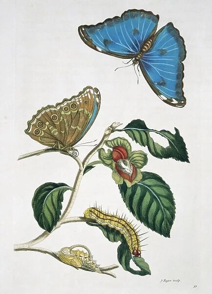 Morpho menelaus, blue morpho butterfly