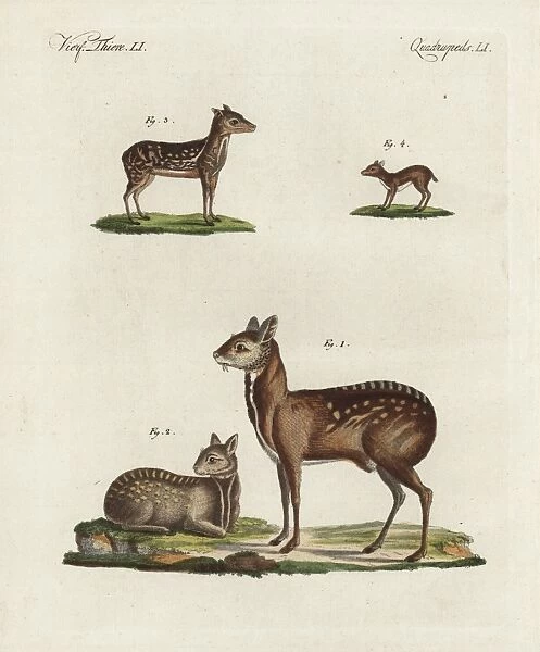 Musk deer and antelope