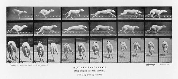 Muybridge - Dog Gallop 1