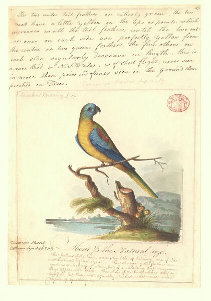 Neophema pulchella, turquoise parrot