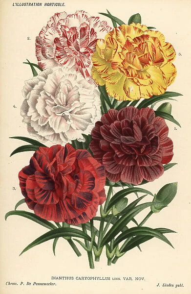 New varieties of carnations, Dianthus caryophyllus