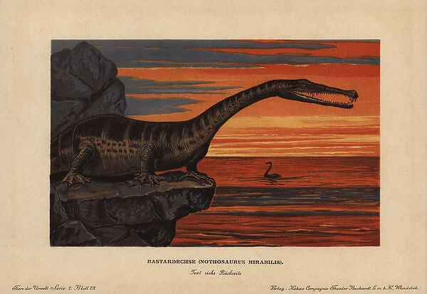 Nothosaurus mirabilis, extinct sauropterygian