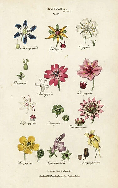 Orders of flowers: Monogynia, Digynia, Trigynia