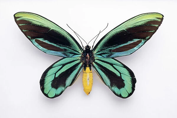 Ornithoptera alexandrae, Queen Alexandras birdwing butterfly