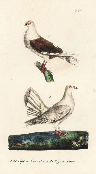 Owl pigeon and fantail pigeon