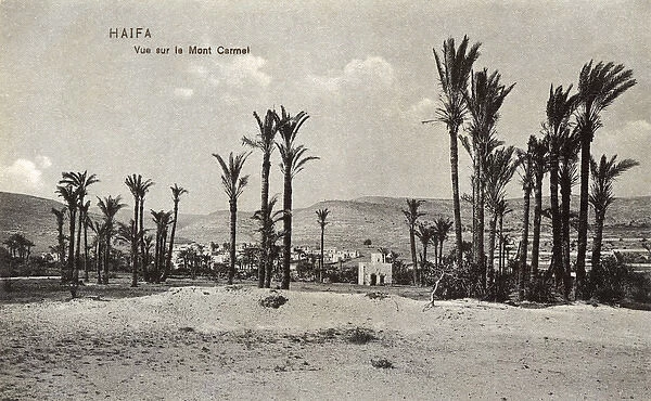 Palm trees at Haifa, with Mount Carmel, Northern Israel