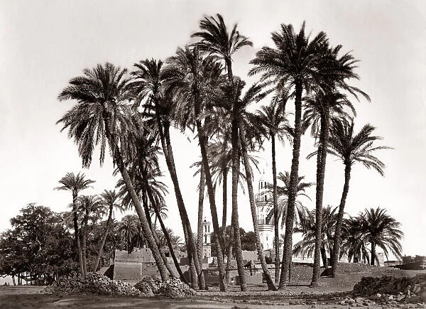 Palm trees of Sheik Abaddeh, Antinopolis, Egypt